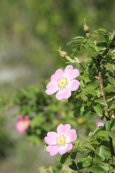 small flowers on a leaf landscape