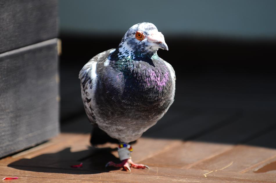 dove on the city pier