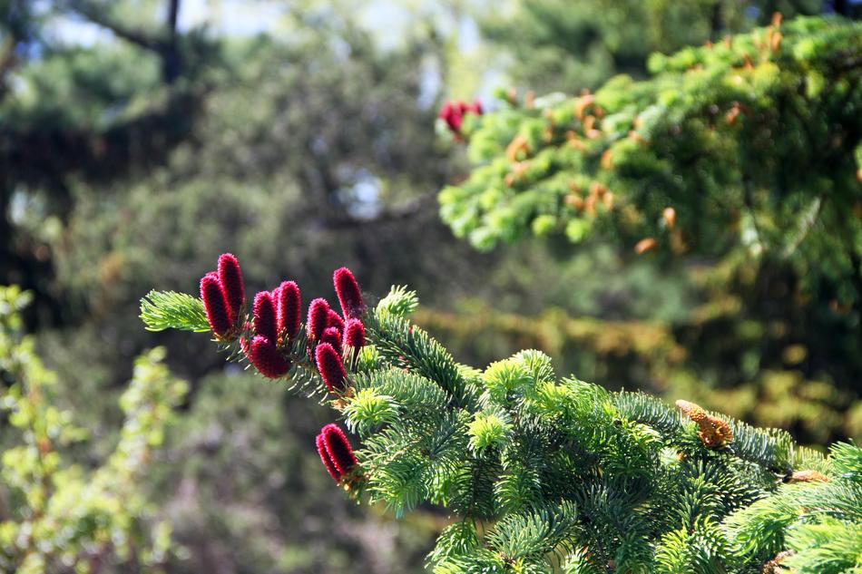 Tree Pine Cones