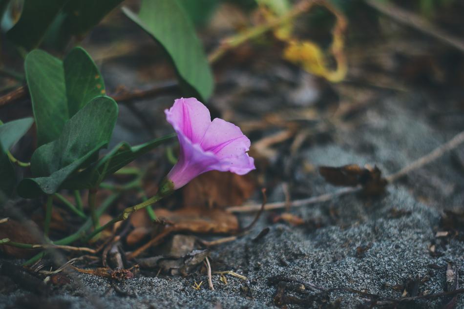 a one legged flower at dusk