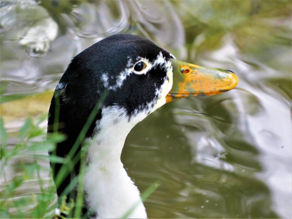 unusual duck with patterns