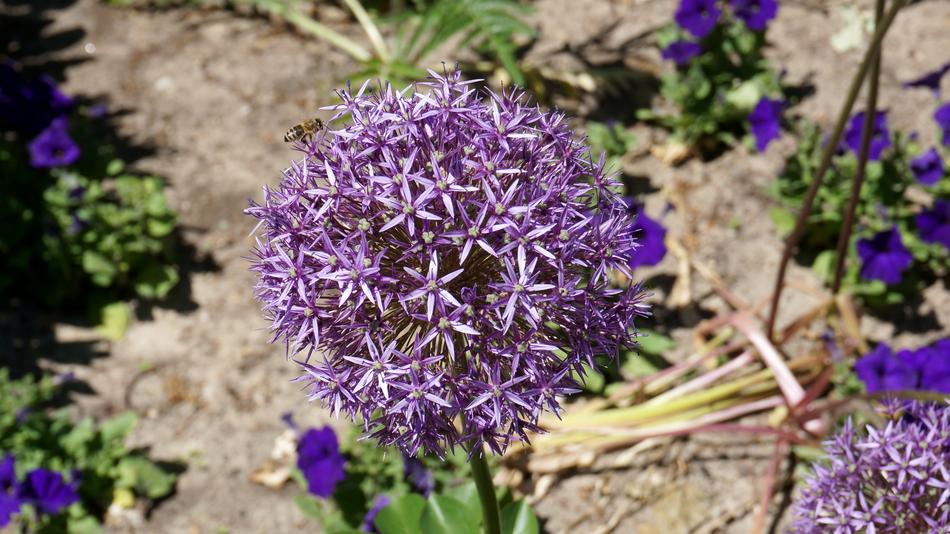 purple Blossoms