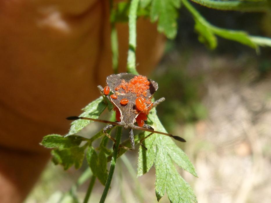 Pentomido Parasites