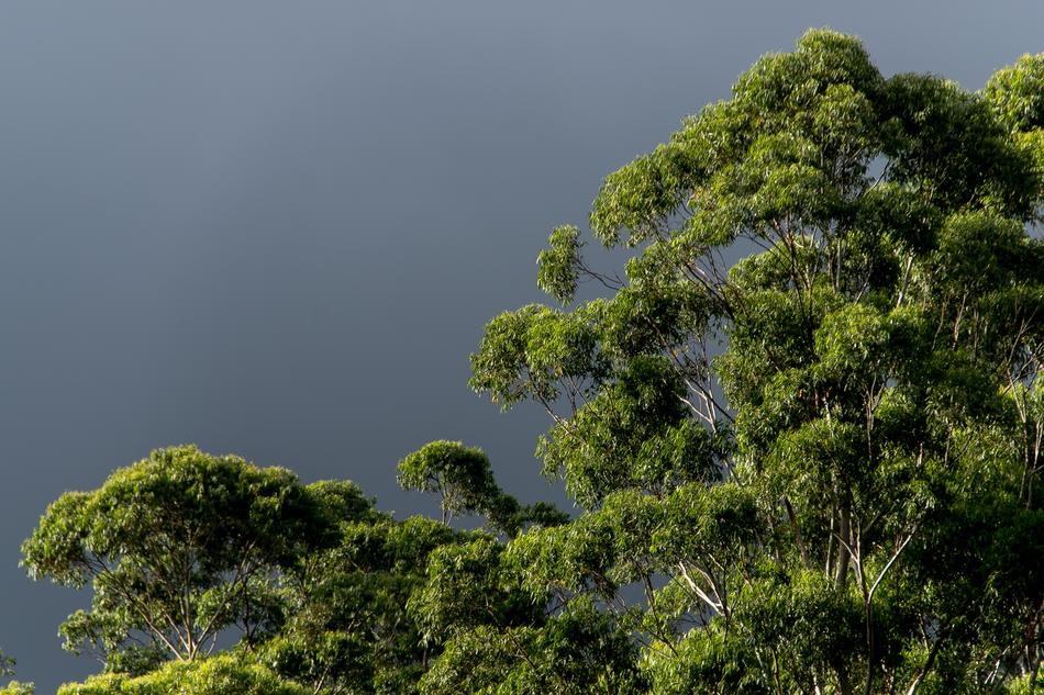Gum Trees Eucalypts Green