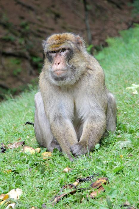 Monkey Äffchen Animal