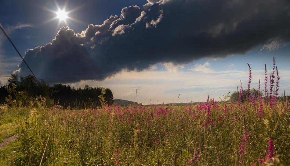 Landscape Nature Meadow