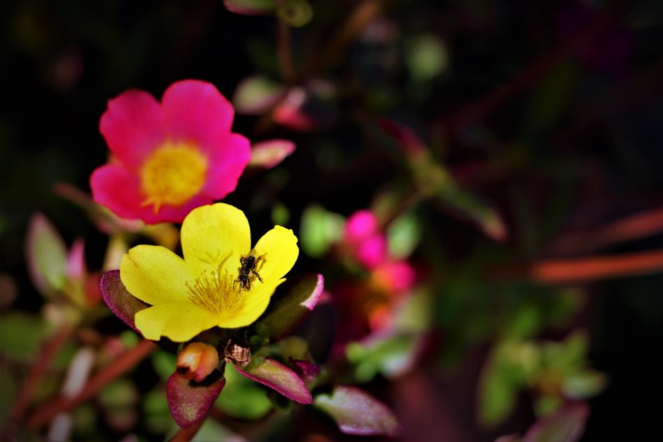 flowers spring forest field nature