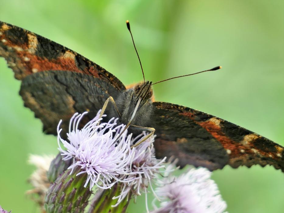 Butterfly Animal Nature