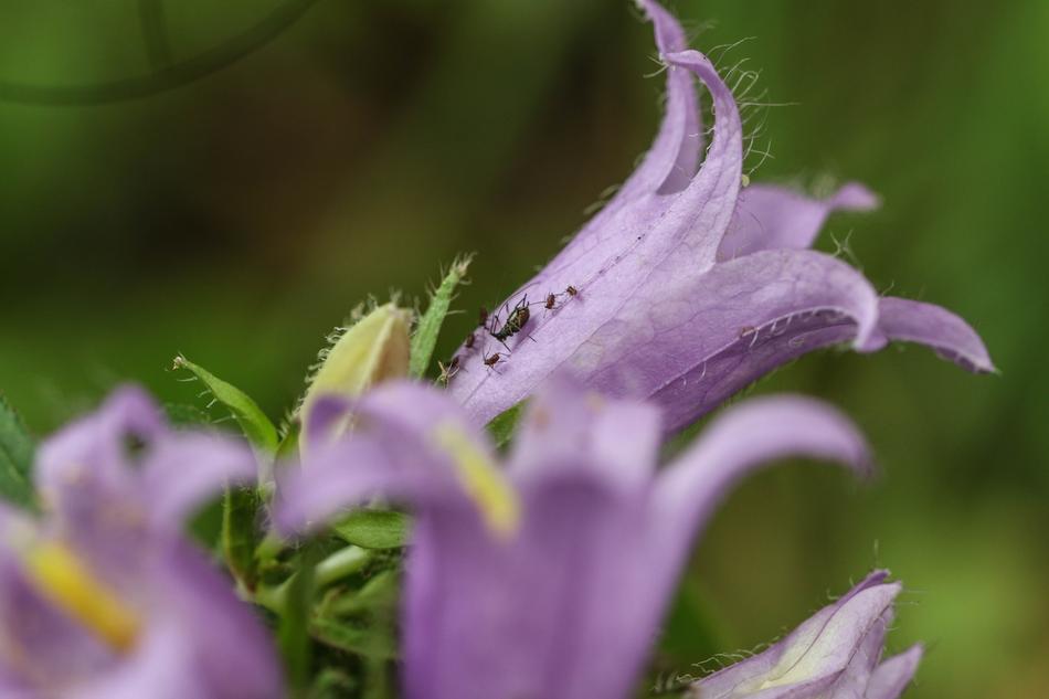 Wild Flower Summer blooming