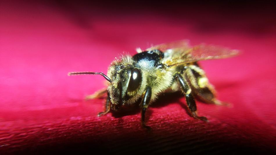 insect Bee Flying