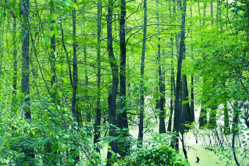 green trees in a beautiful forest field