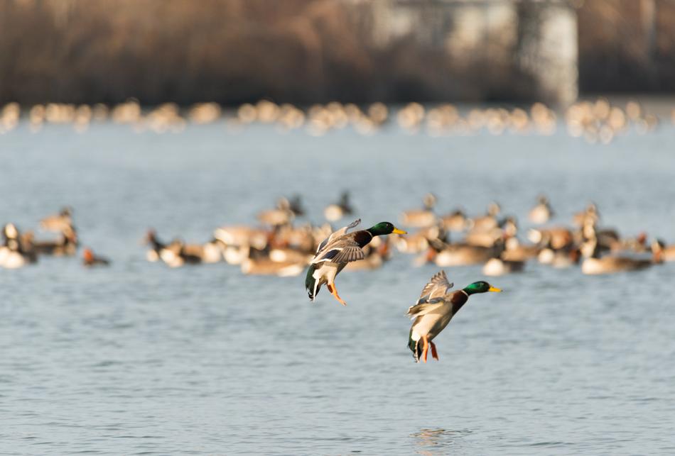 Birds at Water