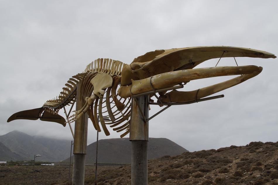 Whale Skeleton Wal
