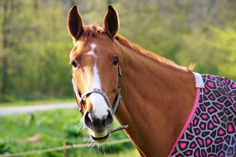 Horse Animal Horsehead