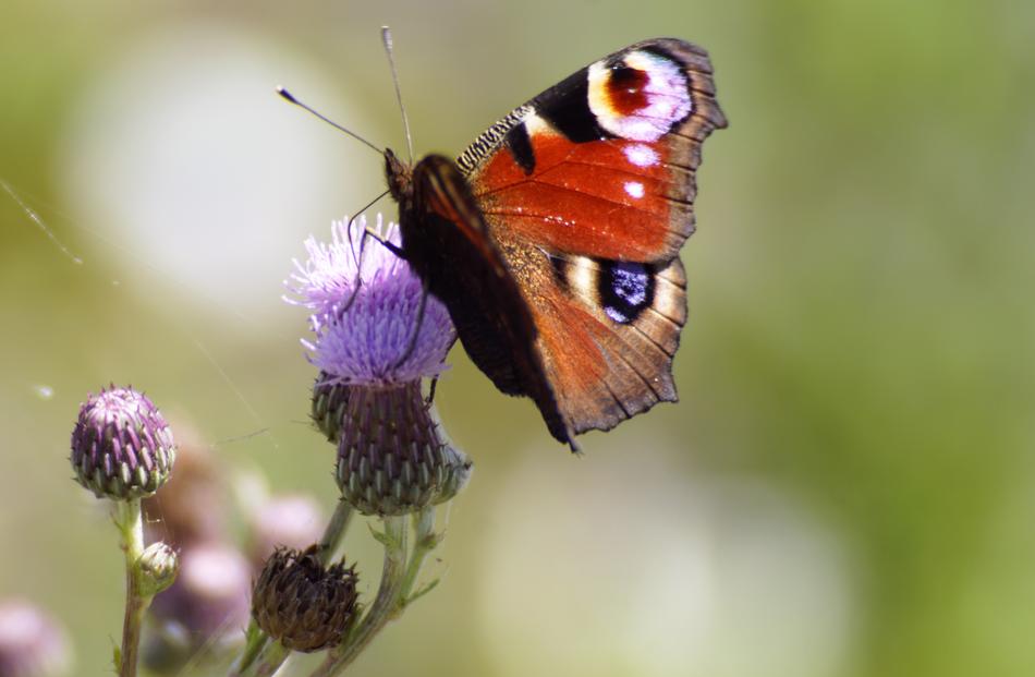 Butterfly Nature Flower