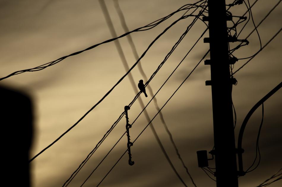 long wires by the poles in the evening