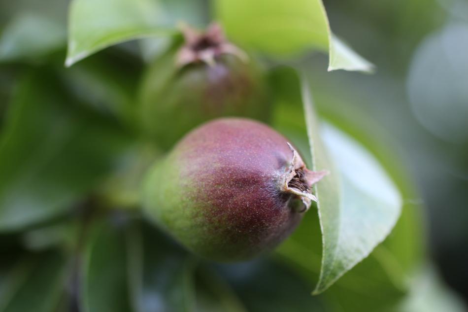 Green small Pear Thrive
