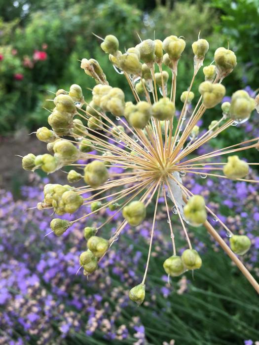 garlic herb in flower