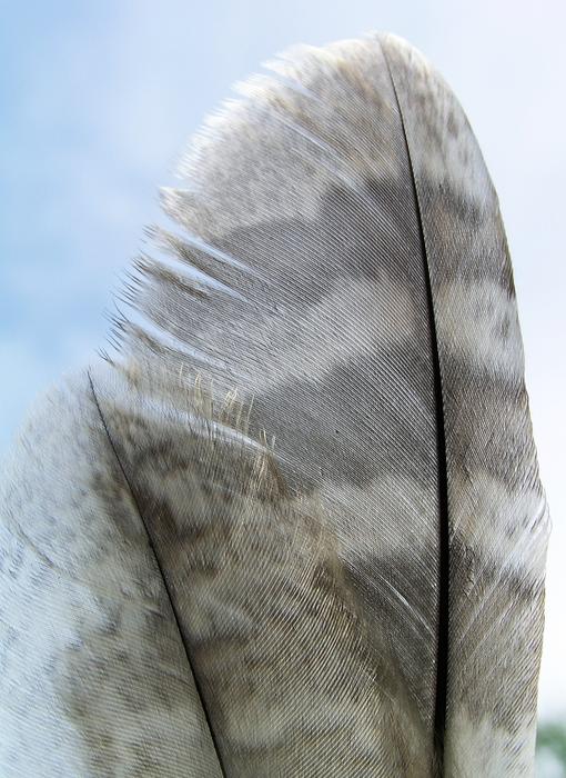 small Feather closeup photo