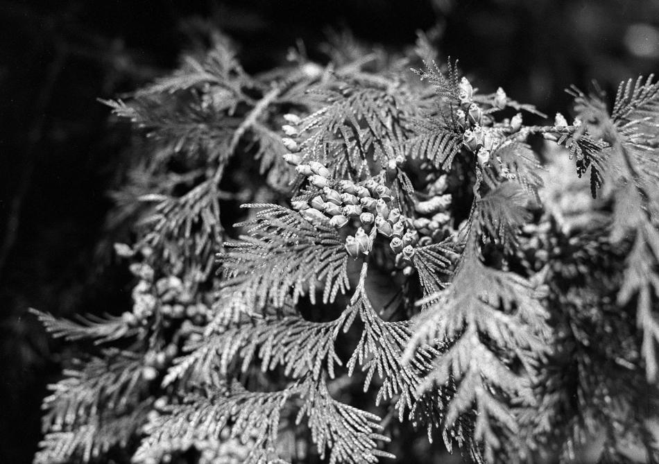 Cypress tree foliage monochrome photo