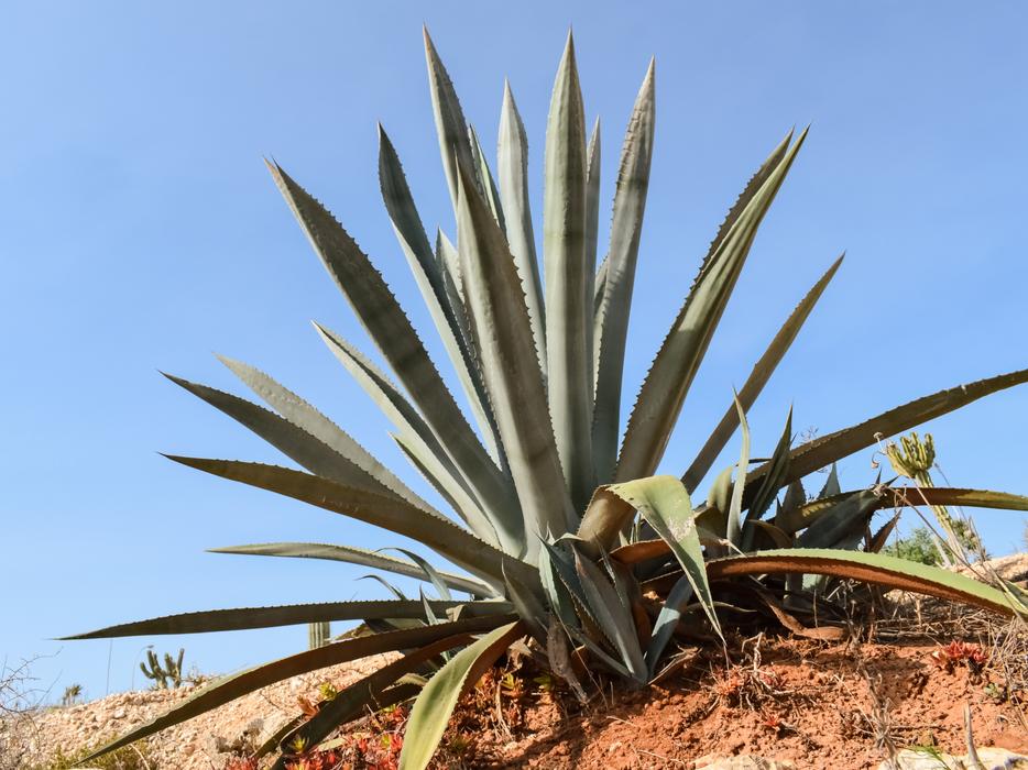 scarlet vera on the desert sand