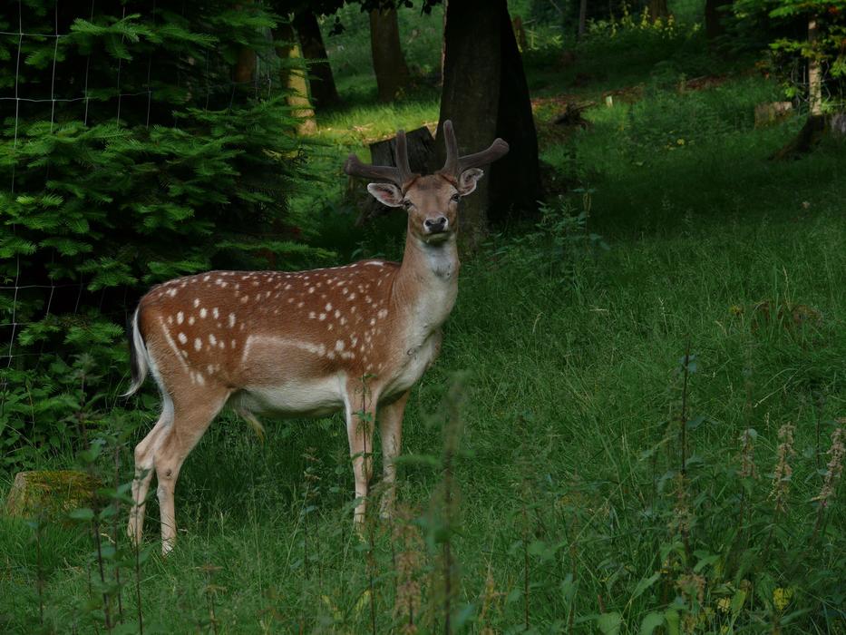 wild deer with spots in the field