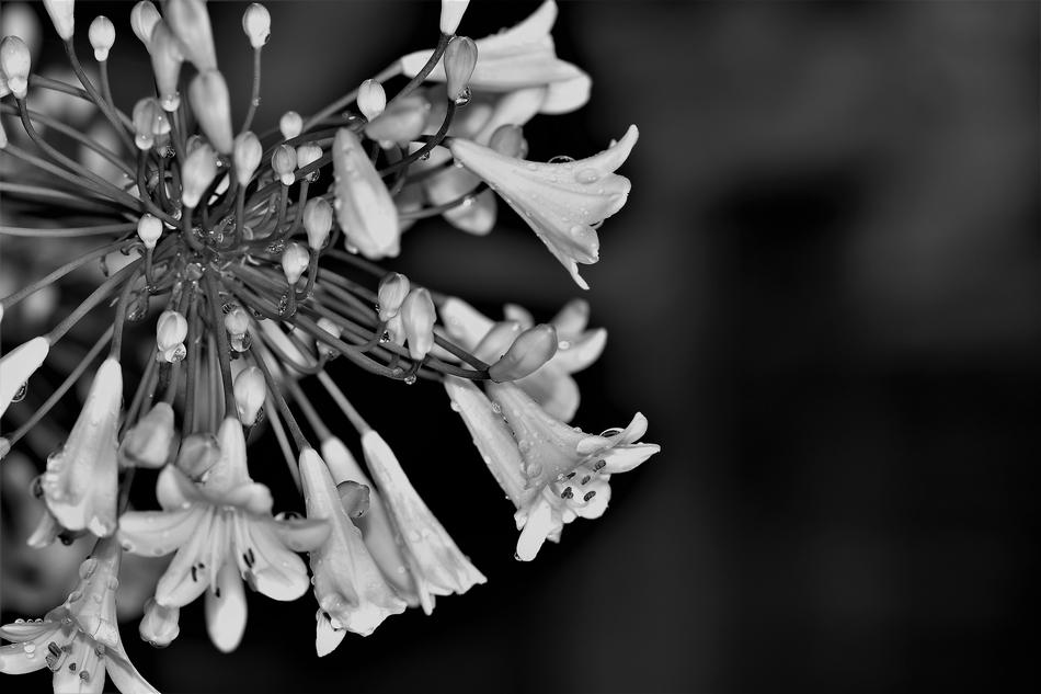 Agapanthus Lily Black And White photo