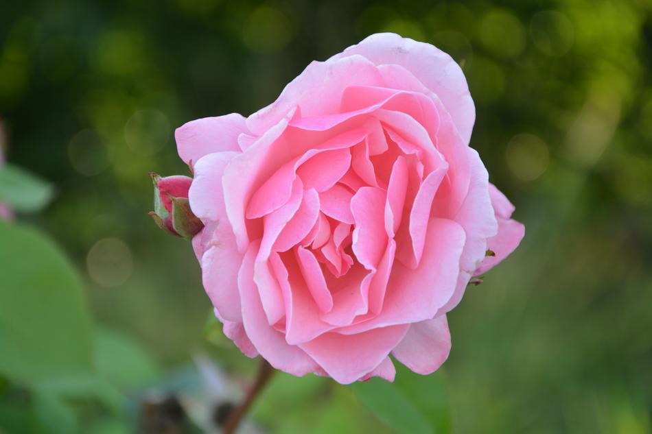 Pink Flower bud closeup picture
