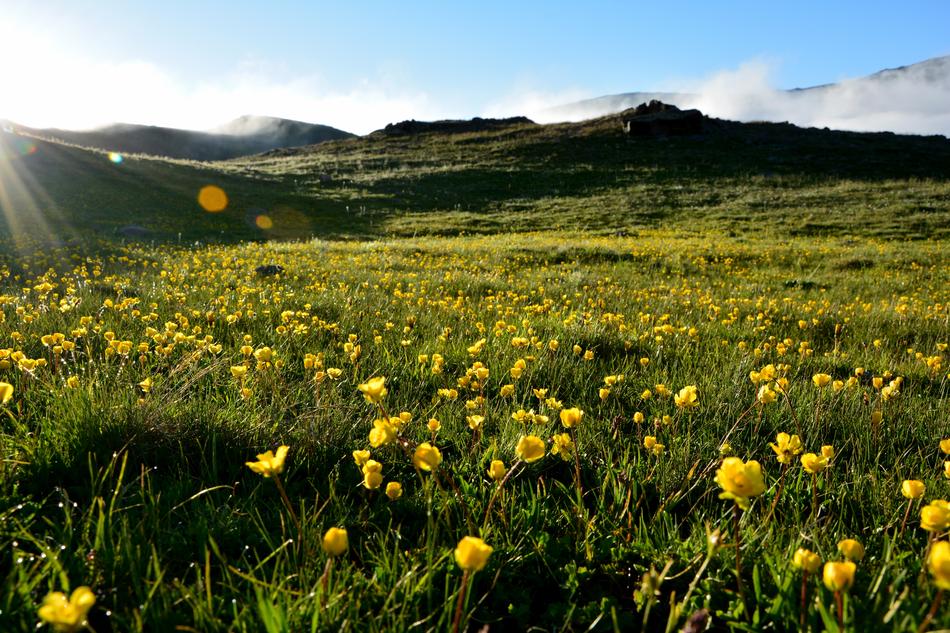 flowers in a green field