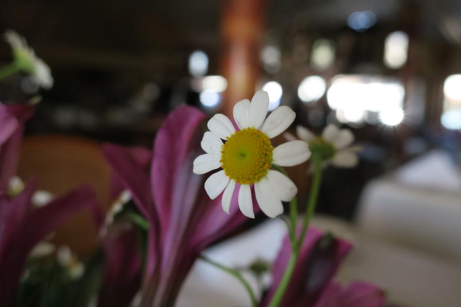 Daisy Flower White