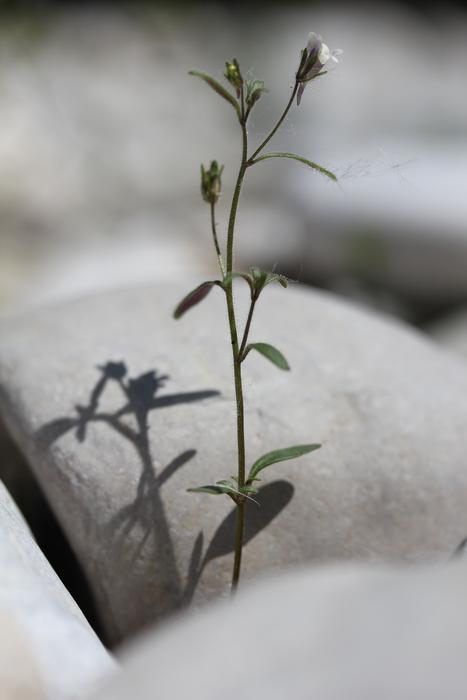 Rest Fengshui Balanced flower in stone