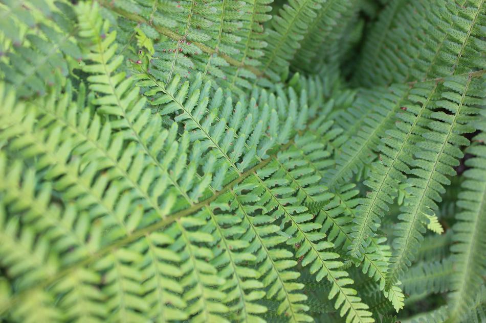 green leaves on a wild palm tree