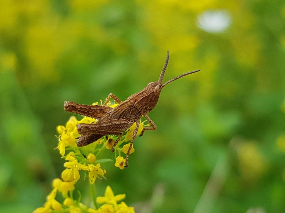 grasshopper brown on yellow flowers landscape
