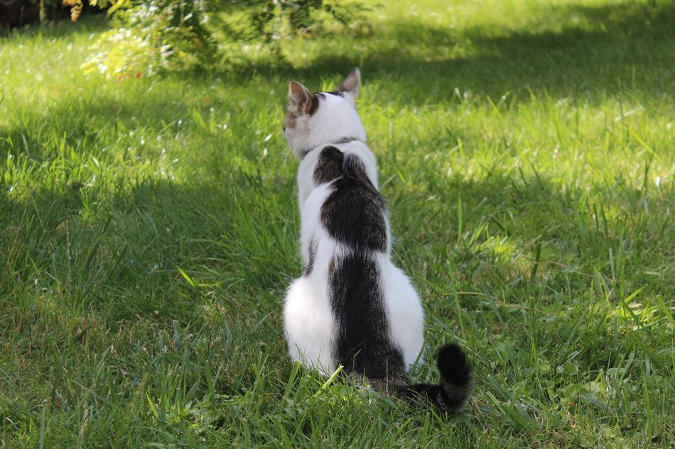 Npac Kitty on grass
