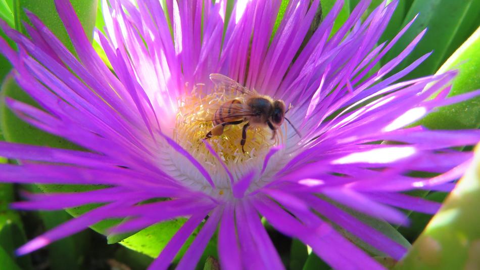 Flower Bee Nature