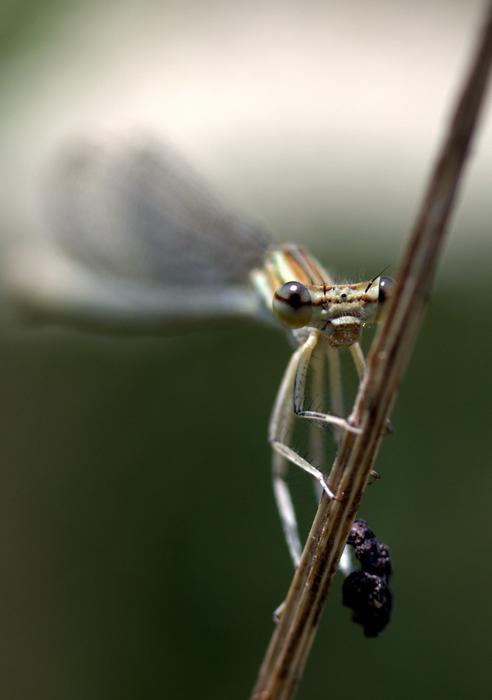 a magnificent dragonfly close-up