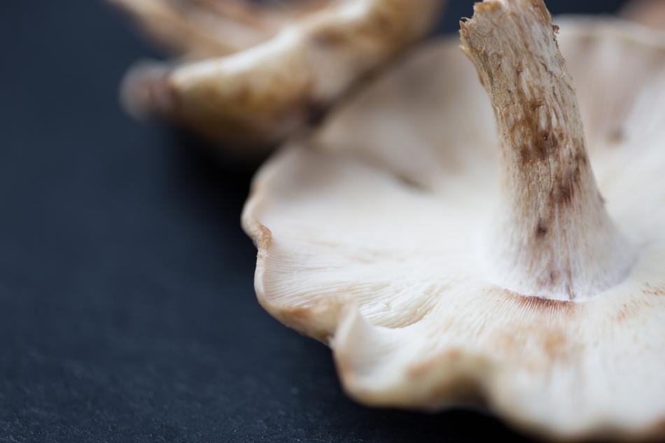 crude porcini mushroom