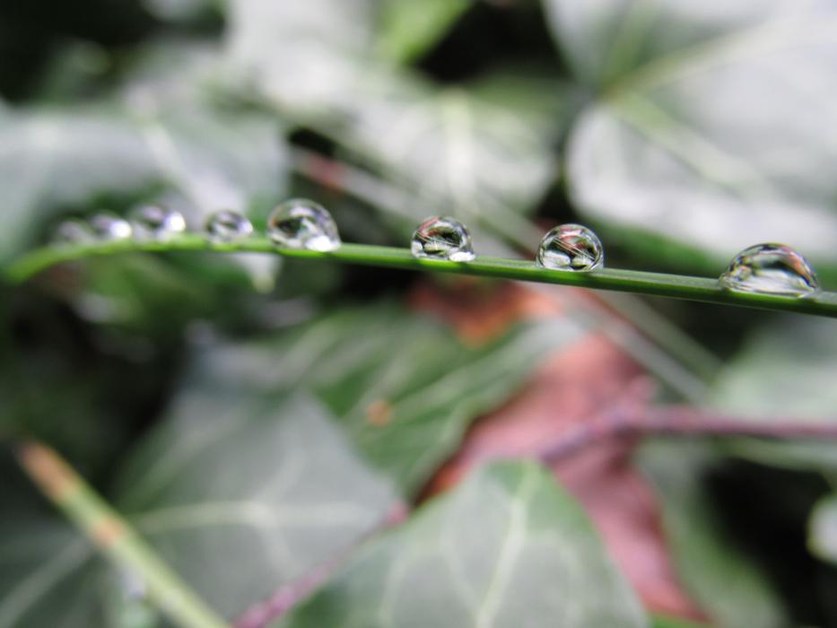 Dew Drops on grass blade