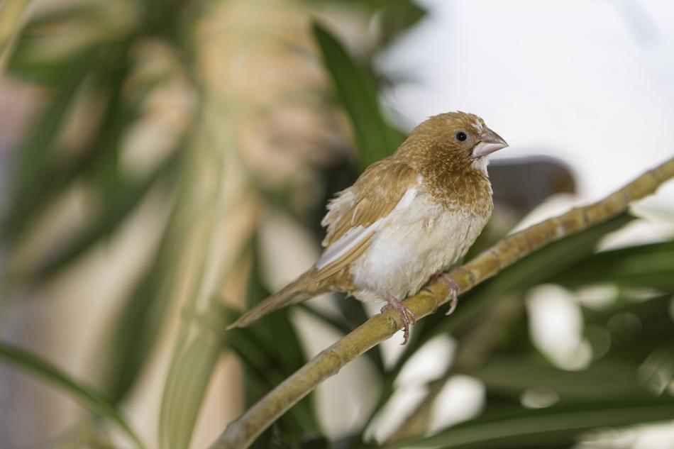 Society Finches