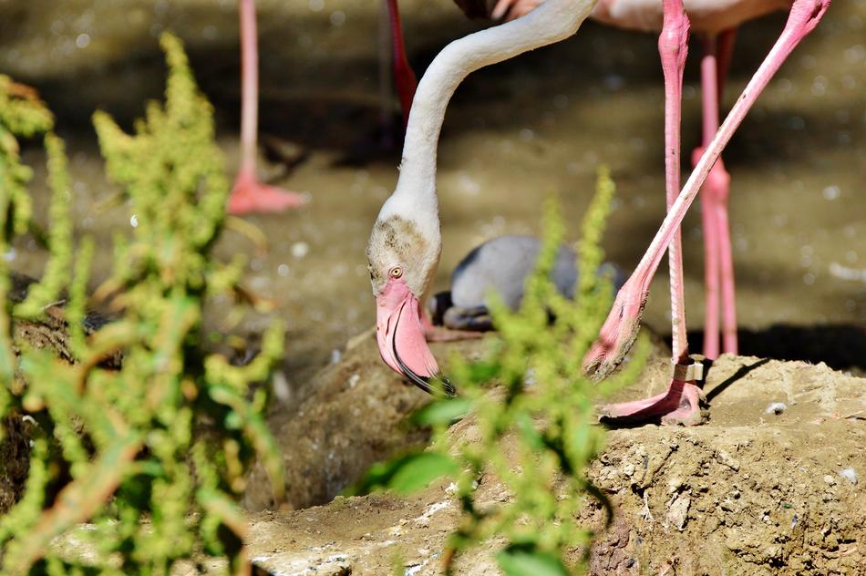 Pink flamingo in the zoo on a blurred background