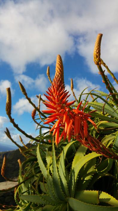 a beautiful red flower