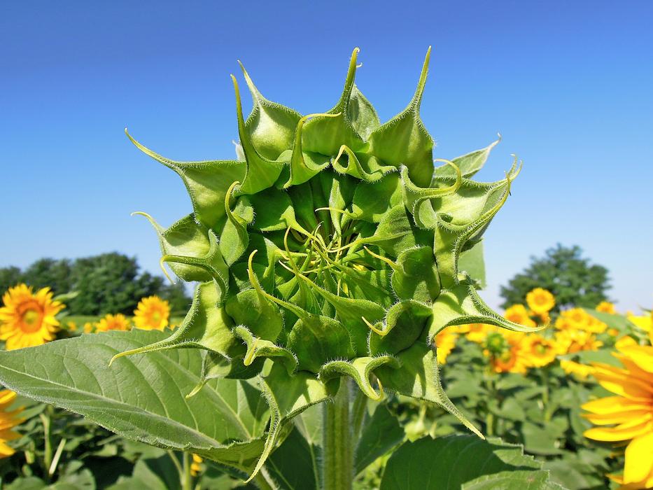 Sunflower Green Flower field