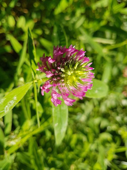 green and pink plant macro view