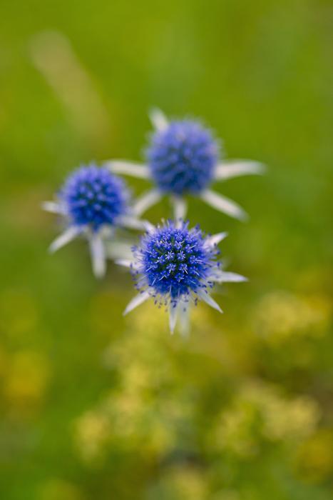 three blue flowers