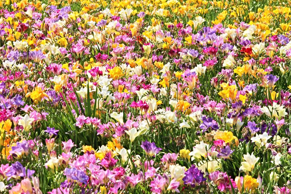 field of flowers landscape view beautiful sun