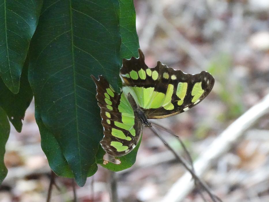 green butterfly on foliage in a dry forest