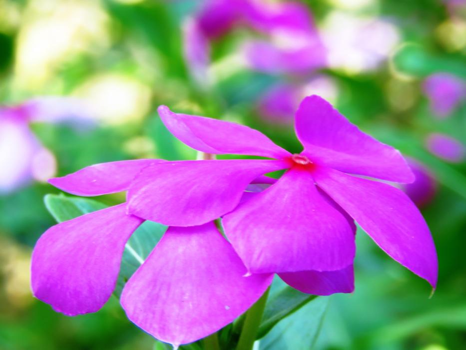 Pink Flower petals closeup photo