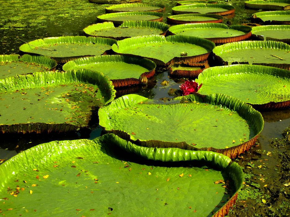 Big Green Leaves ın pond