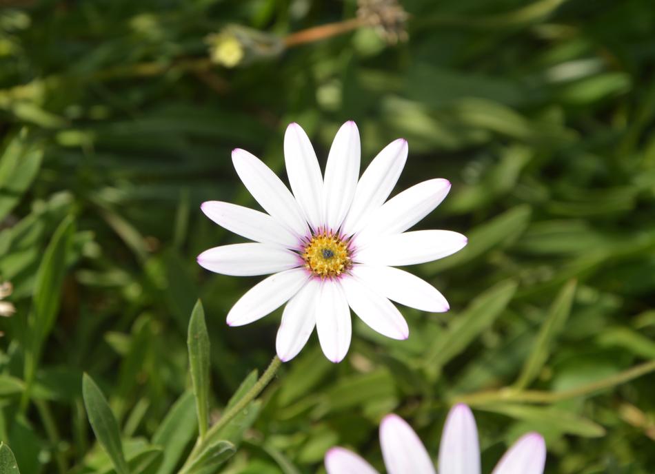 White Petals in Garden