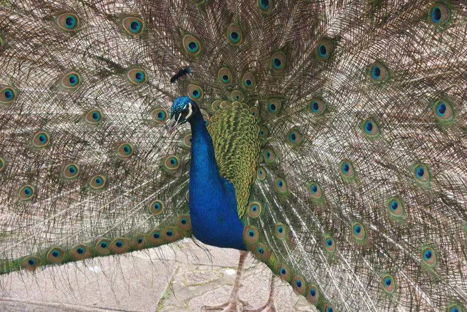portrait of Beautiful Peacock Full Tail